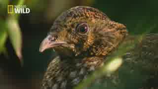 インドシナ半島のフレンズ