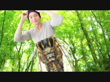 ツクツクハダオの鳴き声