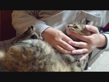 拾いねこ＠生後2383/2350日目　月音さん50日毎記念デー