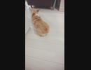 【しっぽ】テンション爆アゲなコーギーさん【corgi】