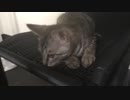 獲物を狙うシャロ【２１日目！】