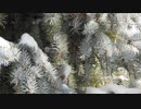 Beauty Of Winter In Nature　岡崎明晃