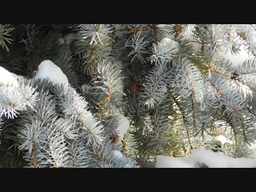Beauty Of Winter In Nature　岡崎明晃