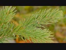 Close Up View of Pine Branches　岡崎明晃