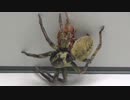 [閲覧注意!!]  再編集 カマスグモにゴキブリを与えてみた。(Thelcticopis severa)