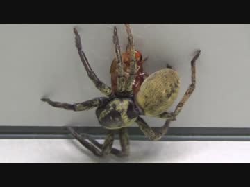 [閲覧注意!!]  再編集 カマスグモにゴキブリを与えてみた。(Thelcticopis severa)