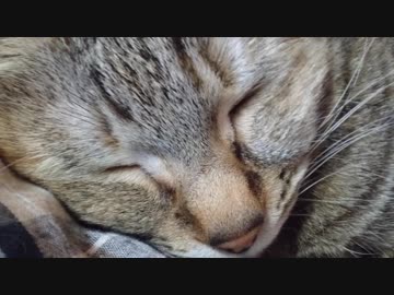 拾いねこ＠生後2384/2351日目　おじいちゃんアコさんとすやすやつきにょん。