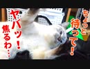 無邪気に遊んでいたらハプニングが発生して子猫が慌てふためく…！
