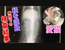 紐を誤飲した猫、病院での検査結果報告。レントゲン写真で説明します