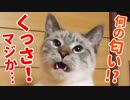 クサイけど堪んねぇ…！自分の大事なとこの匂いを嗅いだ猫のオモシロ顔がかわいすぎた