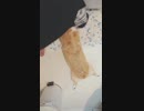 【しっぽ】下半身がだらしないコーギーさん【corgi】
