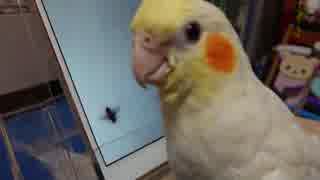 オカメインコころちゃんのハエ退治