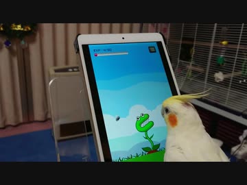 オカメインコころちゃんのハエ退治パート2