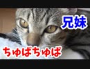 妹猫に吸い付かれながらちゅぱちゅぱする兄猫