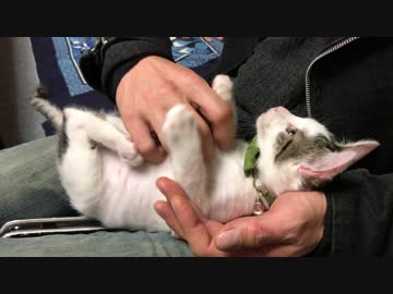 かの有名な動画のこちょこちょぱっ！をしてみた