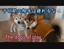柴犬 チビ助の相手は疲れるな！