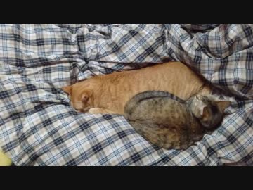 拾いねこ＠生後2385/2352日目　寝ていても長いアコさん。