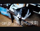 2019年1月9日猫スズ(すず)の動画。1901091923KVID0318logo