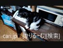2019年1月9日猫スズ(すず)の動画。 1901091924KVID0319logo