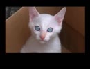 【アナザーマインド】女の子の頭の中に入っちゃいました【実況プレイ】Part16