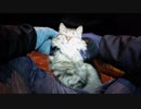 釣りをさせてくれない野良猫part５