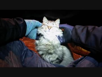 釣りをさせてくれない野良猫part５