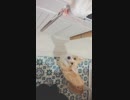 【しっぽ】何があるか気になるコーギーさん【corgi】