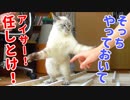 僕も一緒にやる！と飼い主の作業を手伝うフリして猫が遊びまくるんですが…