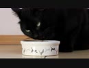 Black Cat Eating　中川富夫