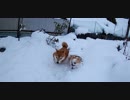 うちの、雪が大好きチワワくんと柴犬くん