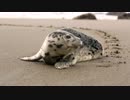Seal On The Beach　正勇作