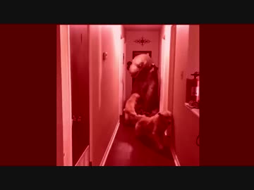 DOGS RUN