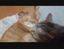 拾いねこ＠生後2386/2353日目　今日は攻守逆転で月音さんのprprデー