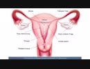 Seckin Endometriosis Treatment Surgery Center