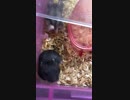「僕が目になるよ！」（ハムスター）