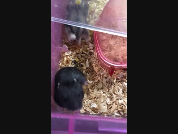 「僕が目になるよ！」（ハムスター）