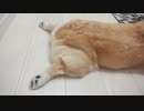 【しっぽ】答えてくれないコーギーさん【corgi】