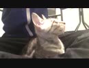 膝の上のシャロ【23日目！】