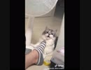【即死】可愛すぎるペット動画10選！