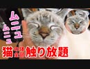 顔をグニャグニャに揉んでも飼い主の膝から降りようとしない猫がかわいすぎた