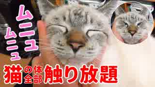 顔をグニャグニャに揉んでも飼い主の膝から降りようとしない猫がかわいすぎた