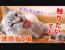 かわいすぎる猫の誘惑に我慢できずに柔らかそうなお腹を触ってしまいました