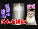 猫の紐誤飲から1週間。その後の体調と病院の見解について