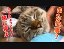 朝起きたら目の前にかわいすぎる猫が一緒に寝てました