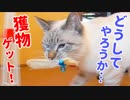 普段は甘えん坊の猫が豹変して手に入れた獲物は最終的にアレになりました