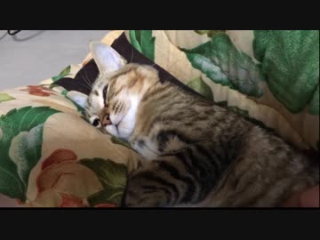 ＃67　動かないタタルさん