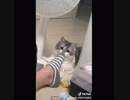 【TikTok】このペット動画は反則級にかわいい。。