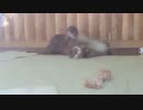 三つ子のカワウソベビーの戯れ