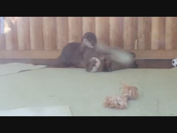 三つ子のカワウソベビーの戯れ