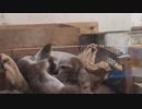 かわうそバトル　リュウvs.リオ　安佐動物公園